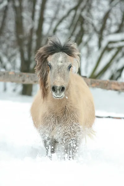 Adorável e bonito pônei baía correndo no inverno — Fotografia de Stock