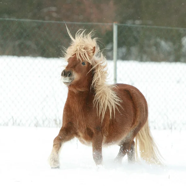 有长长的鬃毛，在冬天的华丽设得兰群岛小马。 — 图库照片