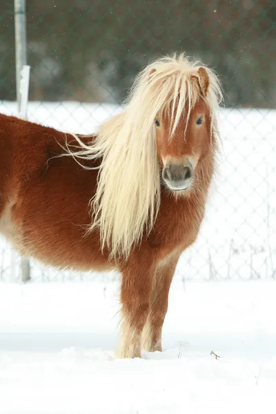 Mooie kastanje pony met lange manen in de winter — Stockfoto