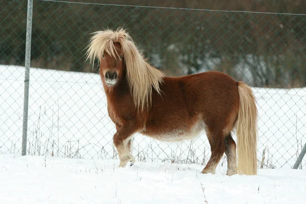 Gorgeous shetland pony with long mane in winter — Stock Photo, Image