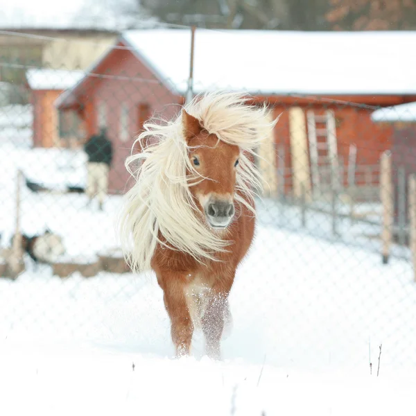Hermoso pony de shetland con melena larga en invierno — Foto de Stock