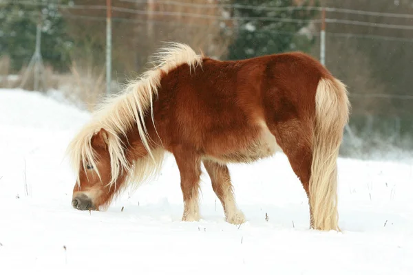 Bellissimo pony castagno con criniera lunga in inverno — Foto Stock