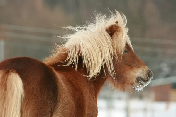 Schönes Kastanienpony mit langer Mähne im Winter — Stockfoto