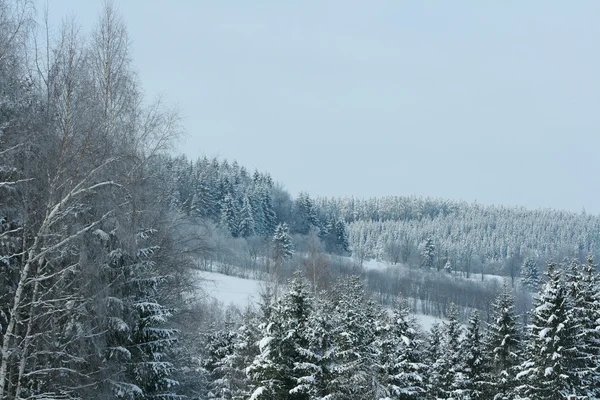 Nice mountain forest in winter — Stock Photo, Image