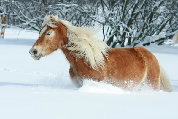 Güzel haflinger ile uzun yele karda koşma — Stok fotoğraf