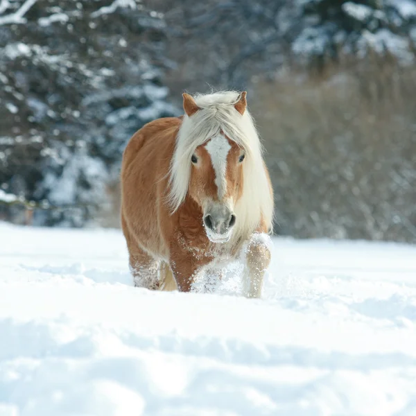 Bonito haflinger con melena larga corriendo en la nieve — Foto de Stock