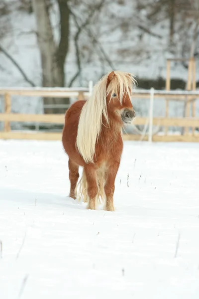 Hermoso pony de castaño con melena larga en invierno — Foto de Stock