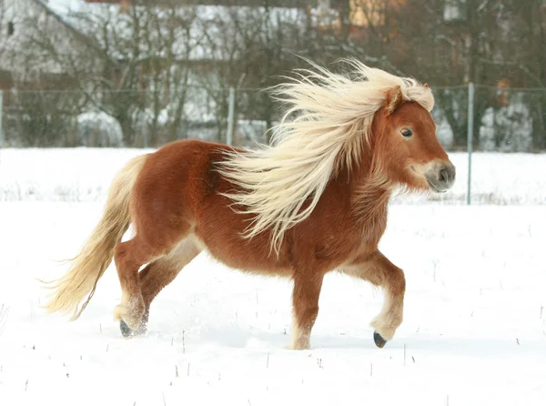 Hermoso pony de shetland con melena larga en invierno — Foto de Stock