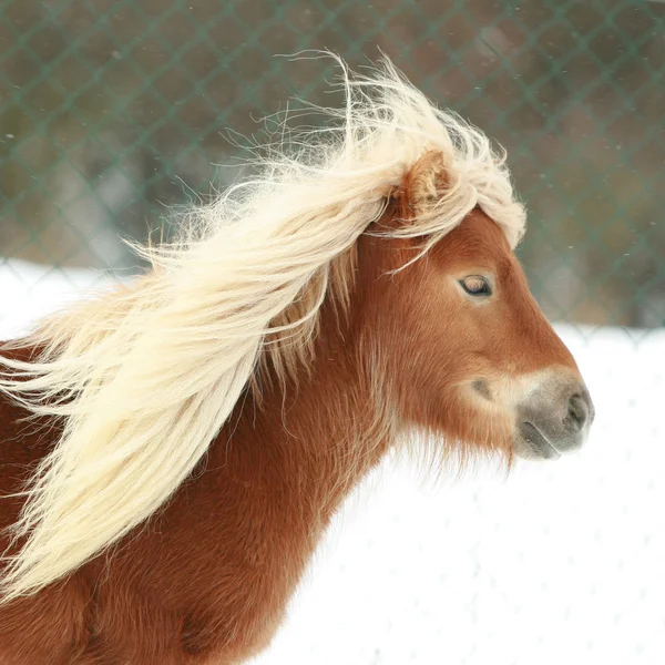 Beau poney marron avec longue crinière en hiver — Photo