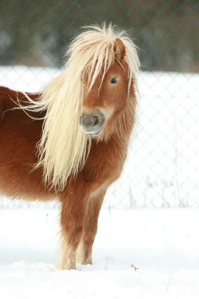 Beautiful chestnut pony with long mane in winter — Stock Photo, Image