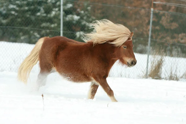 Nádherná shetland pony s dlouhou hřívou v zimě — Stock fotografie