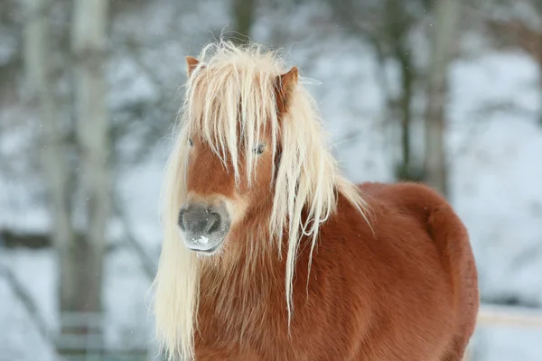 Красивий каштановий поні з довгим грипом взимку — стокове фото