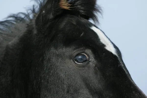 Detalle del increíble caballo árabe negro en invierno — Foto de Stock