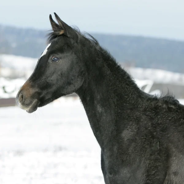 Incredibile giovane cavallo arabo nero in inverno — Foto Stock