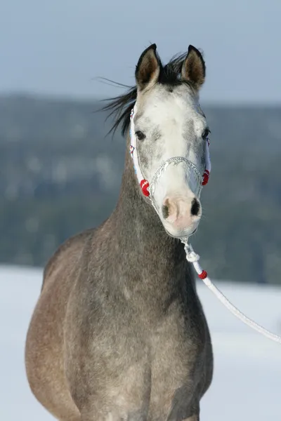 Красивая арабская лошадь с красивым холтером. — стоковое фото
