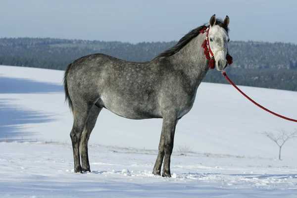 Nice arabian horse with beautiful show halter — Stock Photo, Image
