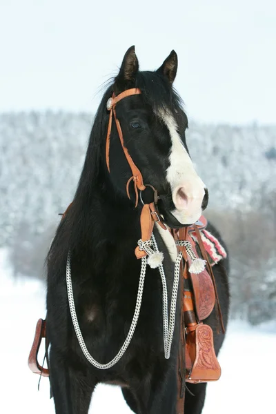 Bel cavallo di vernice con attrezzature per cavalli in inverno — Foto Stock