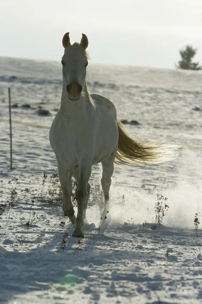Bellissimo cavallo arabo che corre al tramonto — Foto Stock