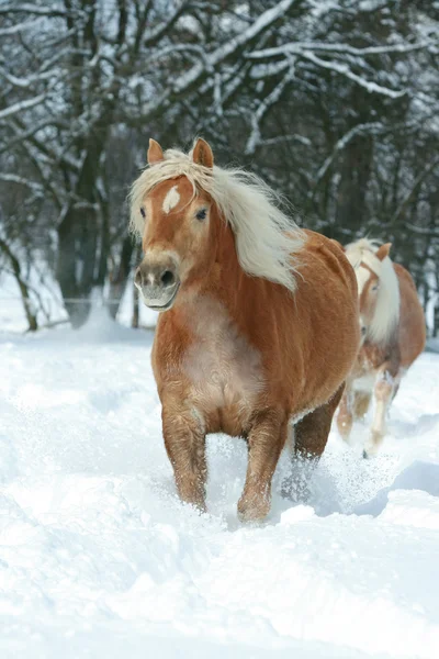 Piękne haflinger z długa grzywa działa w śniegu — Zdjęcie stockowe