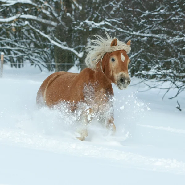 与运行在雪地里的长长的鬃毛的美丽 haflinger — 图库照片