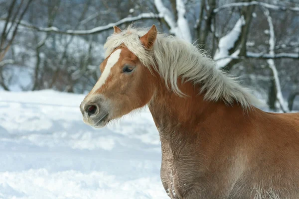 Beautiful haflinger with long mane running in the snow — Stock Photo, Image
