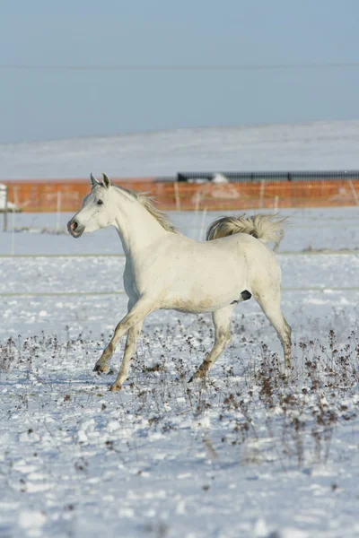 Bellissimo cavallo arabo che corre in inverno — Foto Stock