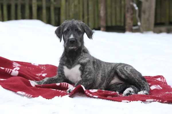 Güzel İrlandalı wolfhound battaniye var Kışın yalan söylüyor. — Stok fotoğraf