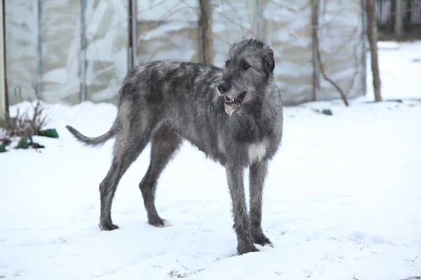 Ωραίο το ιρλανδικό wolfhound στον χειμερινό κήπο — Φωτογραφία Αρχείου