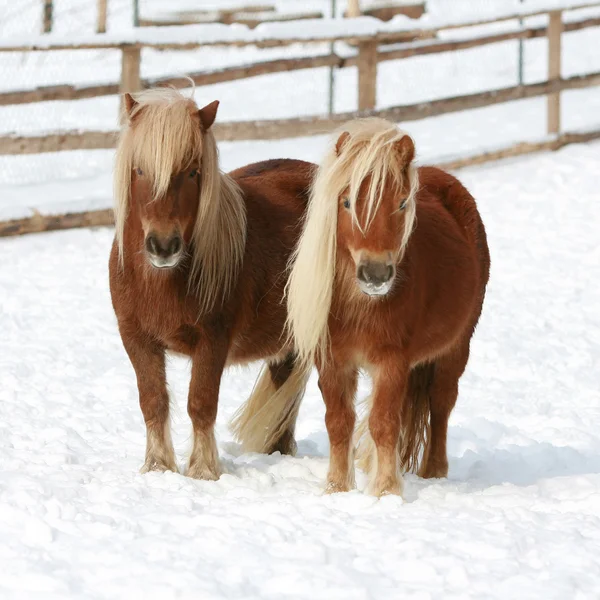 Två shetland ponnies står tillsammans i vinter — Stockfoto