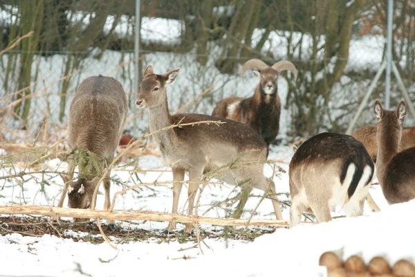 Стадо оленей вместе зимой — стоковое фото