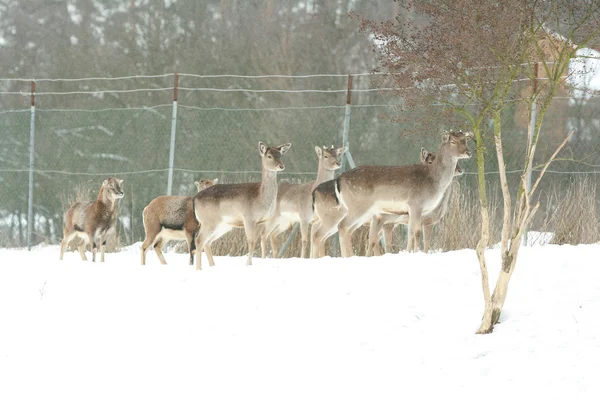 Herd of deer together in winter — Stock Photo, Image