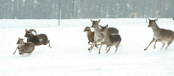 Herd of deer together in winter — Stock Photo, Image