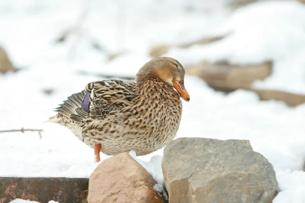 Nice duck in winter — Stock Photo, Image