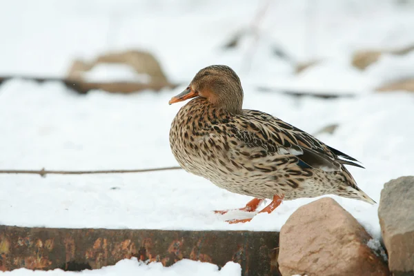 Nice duck in winter — Stock Photo, Image
