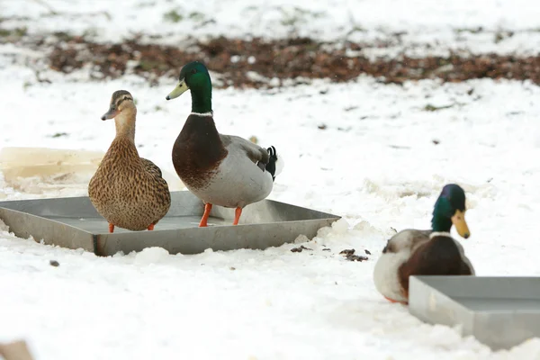 Quelques canards debout dans l'eau en hiver — Photo