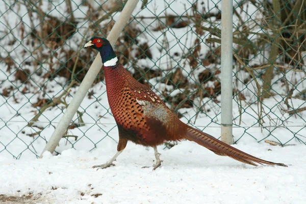 Faisán Ringneck caminando sobre la nieve en invierno — Foto de Stock