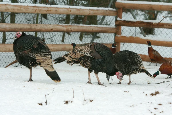 Turkey with pheasant on the barnyard in winter — Stock Photo, Image