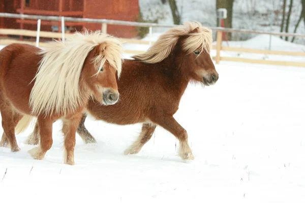 Kış aylarında çalışan uzun yele ile iki muhteşem ponnies — Stok fotoğraf