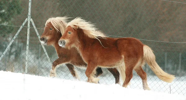 Dwóch wspaniałych ponnies z długa grzywa działa w zimie — Zdjęcie stockowe