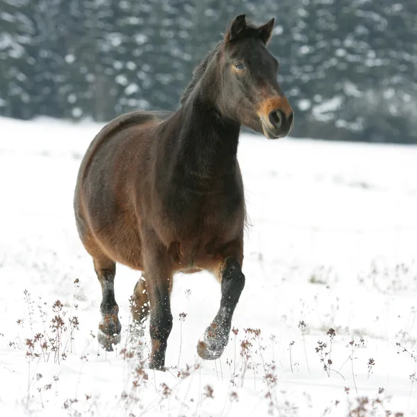 Bel cavallo bruno che corre in inverno — Foto Stock