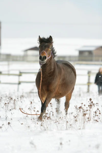Красивая коричневая лошадь убегает зимой — стоковое фото