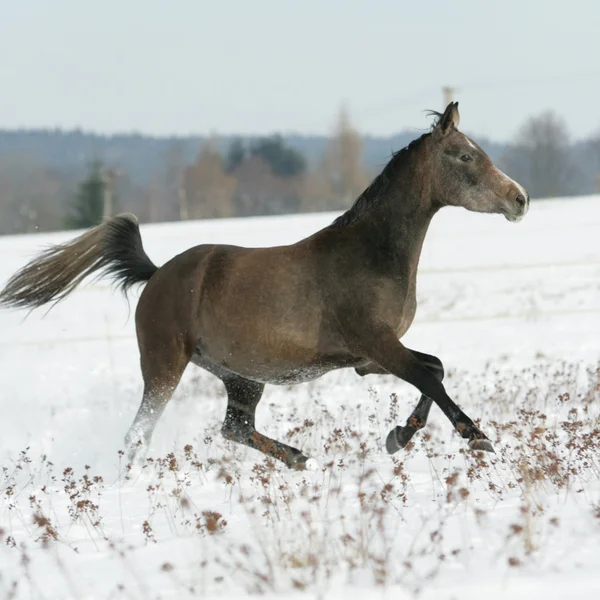 Hermoso caballo árabe corriendo en invierno — Foto de Stock