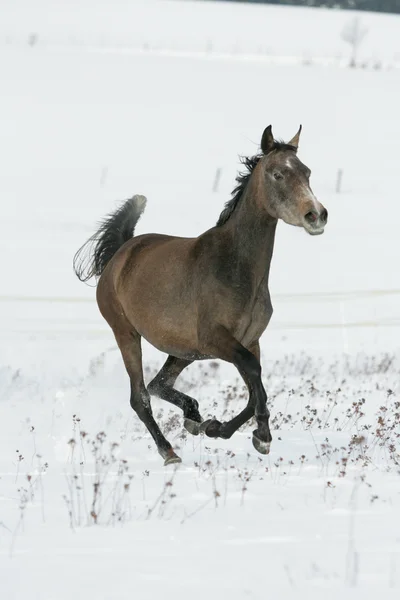 Krásné Arabský kůň běží v zimě — Stock fotografie