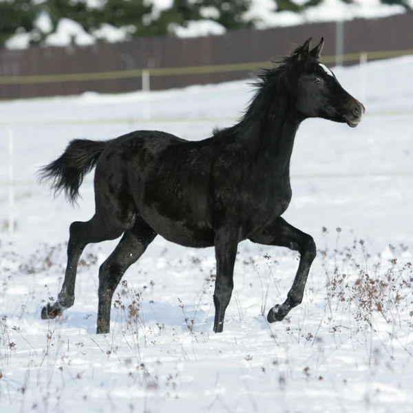 Belo cavalo árabe correndo no inverno — Fotografia de Stock