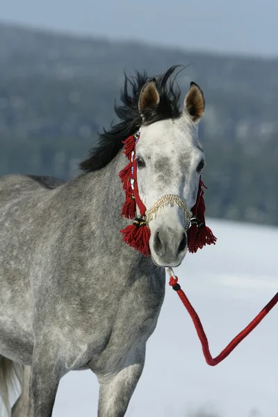 Bel cavallo arabo con bella cavezza spettacolo — Foto Stock