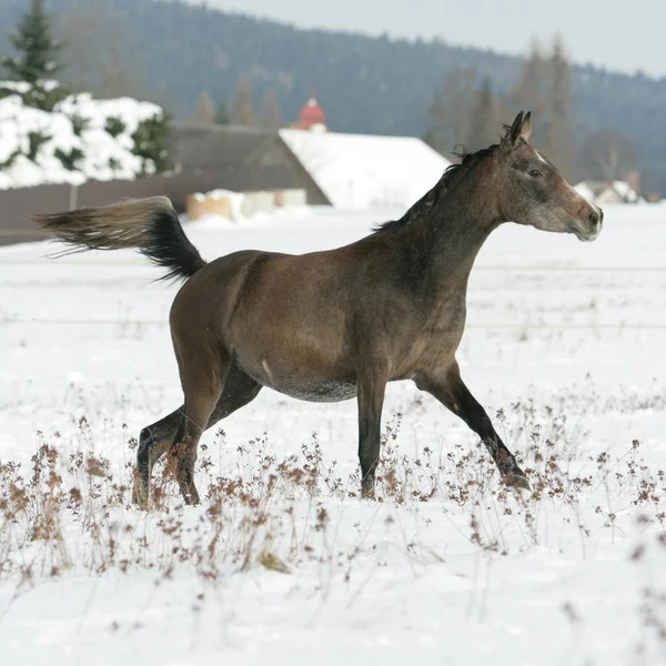 Bellissimo cavallo arabo che corre in inverno — Foto Stock