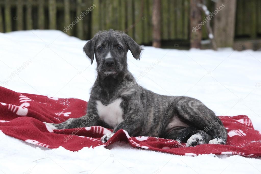 Nice Irish Wolfhound lying on blanket in winter
