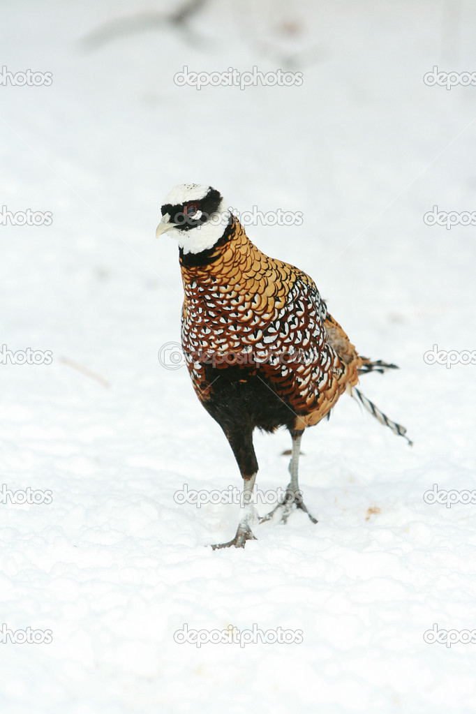 Ringneck Pheasant walking on the snow in winter