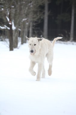 Amazing Irish Wolfhound running in winter clipart