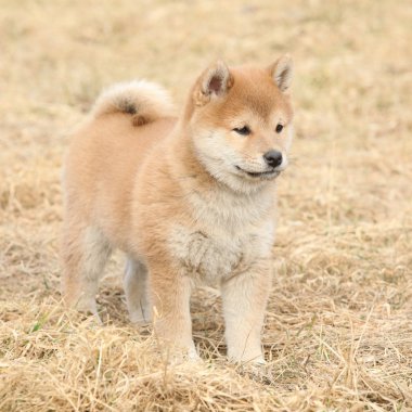 inanılmaz komik shiba Inu köpek yavrusu
